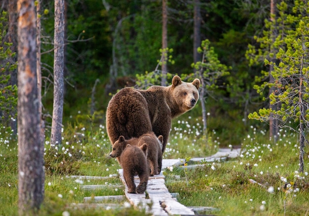 Orsa con tre cuccioli nella foresta