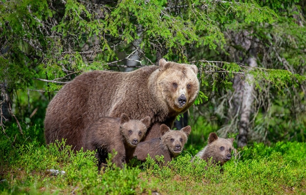 Orsa con tre cuccioli nella foresta