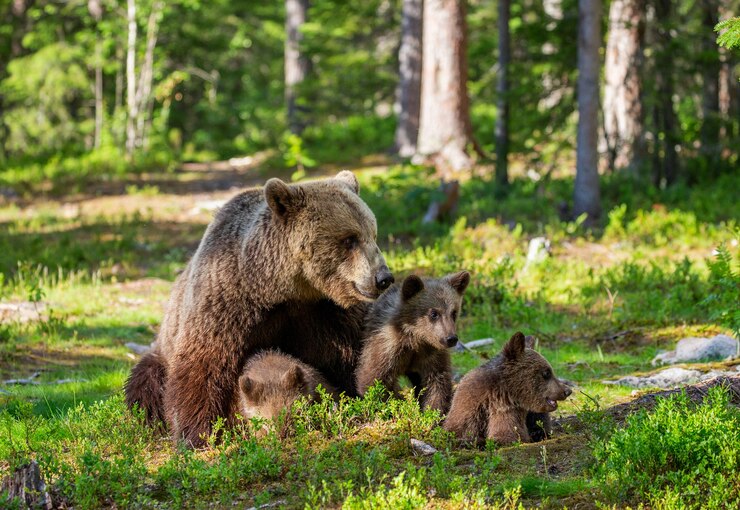 Orsa con tre cuccioli nella foresta