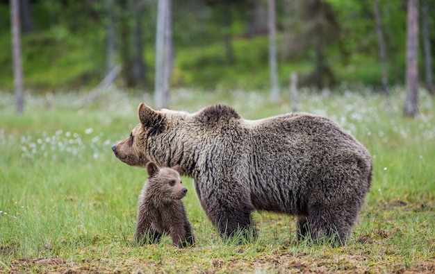 Orsa con un cucciolo in una radura tra i fiori bianchi della foresta