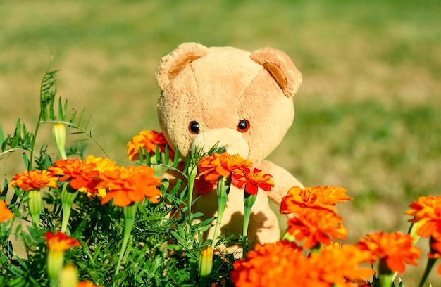 Orsacchiotto tra i fiori in una giornata di sole estivo