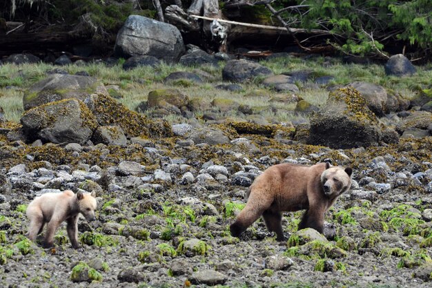 Orsi grizzly sul campo