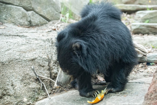 Orso asiatico nero bradipo