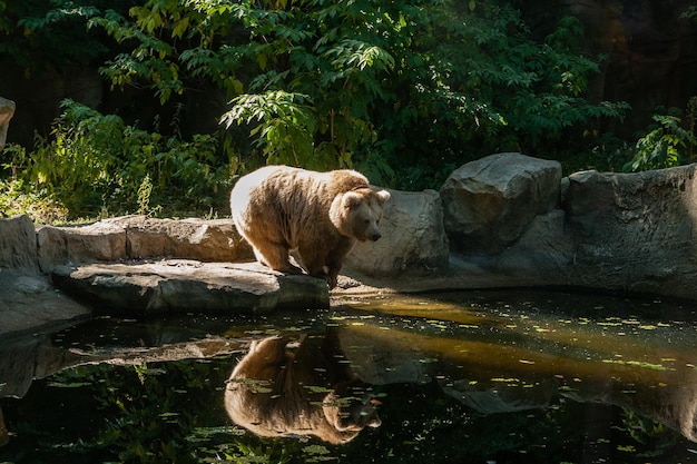 Orso bianco sul lago guarda il tuo riflesso