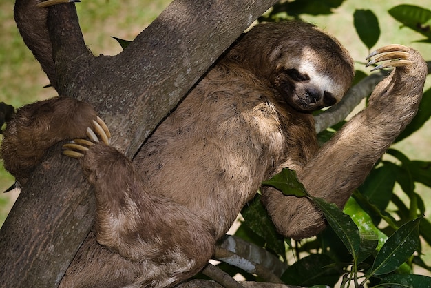 orso bradipo selvaggio animale giungla