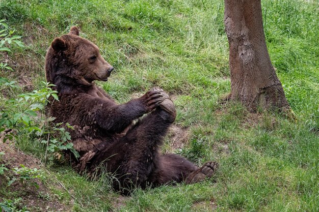 Orso bruno a riposo Ursus arctos nella foresta