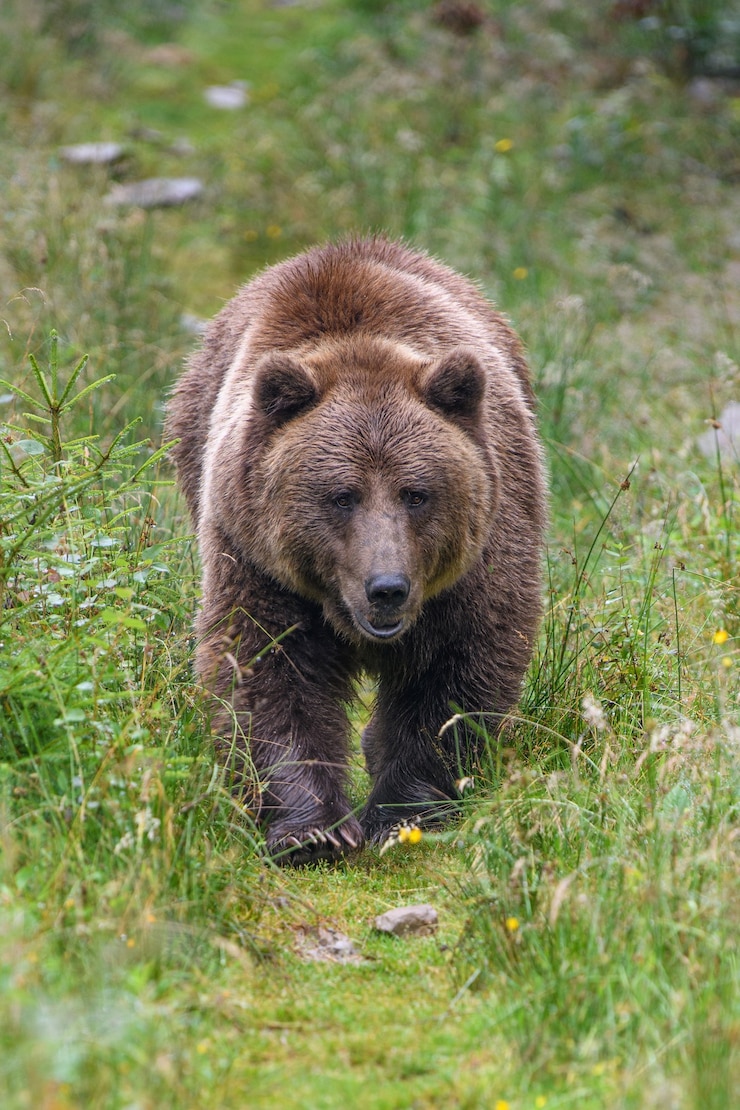 Foto orso bruno adulto selvaggio nella foresta di estate