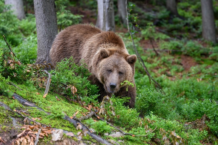 Foto orso bruno adulto selvaggio (ursus arctos) nella foresta di estate