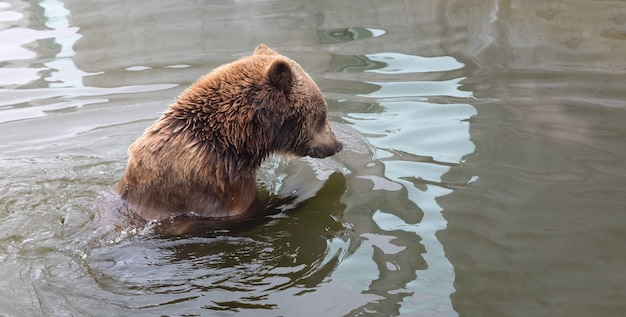 Orso bruno allo zoo che nuota in piscina