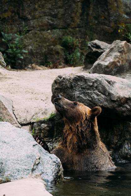 Orso bruno allo zoo del Bronx. New York