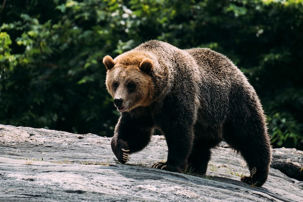 Orso bruno allo zoo del Bronx. New York