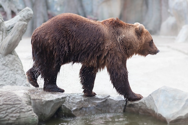 Orso bruno bagnato che cammina lungo le rocce. All'aperto