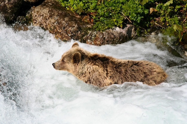 Orso bruno che bagna nel flusso dell'acqua nella natura di estate