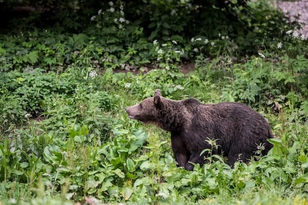 Orso bruno che cammina nell&#39;erba alta.