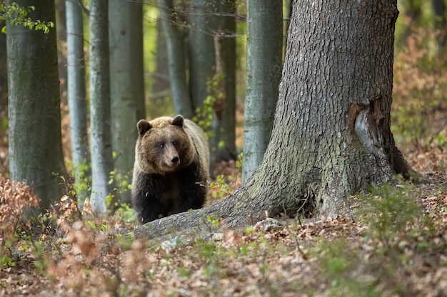 Orso bruno che cammina nella foresta nella natura di primavera.