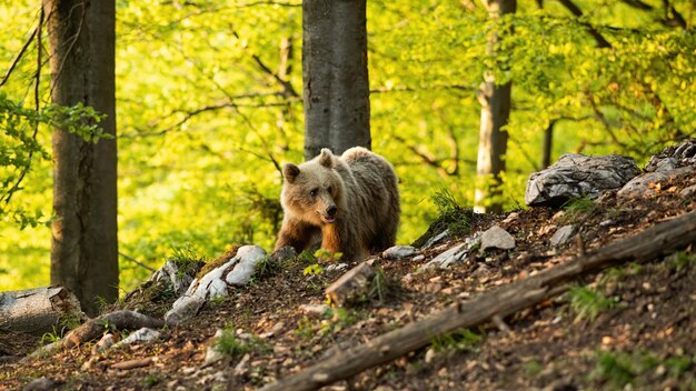 Orso bruno che cammina nella foresta nella natura sprintime.