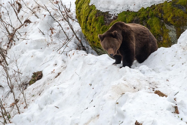 Orso bruno che cammina sulla neve