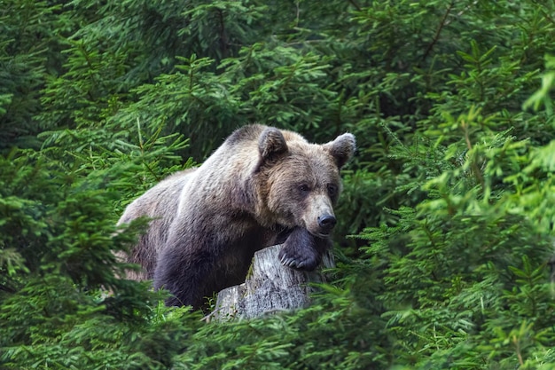 Orso bruno che riposa su un ceppo in mezzo alla foresta verde