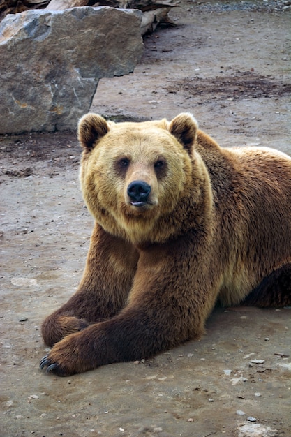 Orso bruno con sindrome di down nella foresta