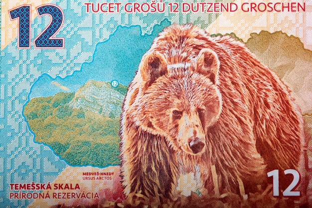 Orso bruno dai soldi