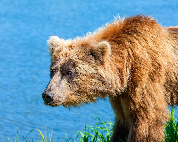 Orso bruno della Kamchatka