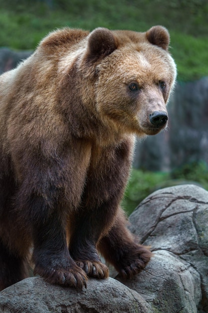 Orso bruno della Kamchatka