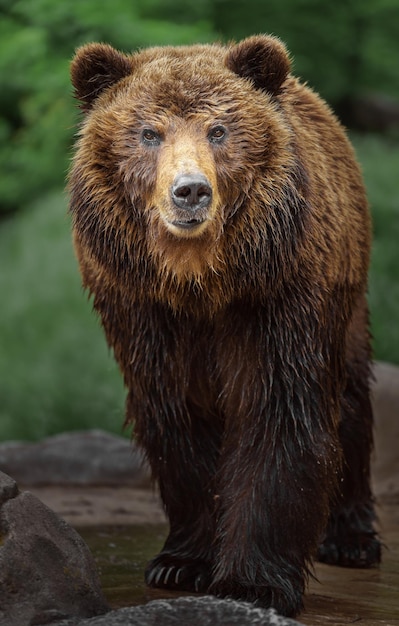 Orso bruno della Kamchatka