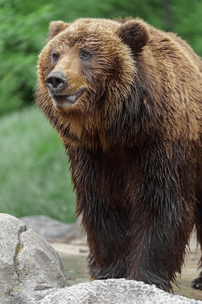 Orso bruno della Kamchatka