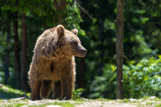 Orso bruno europeo in una foresta. Animale selvatico nell'habitat naturale