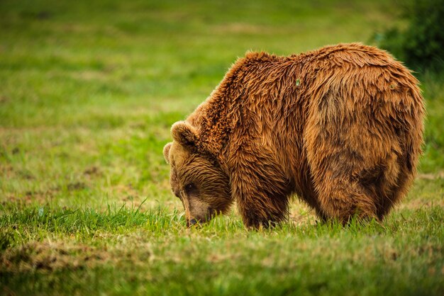 Orso bruno europeo