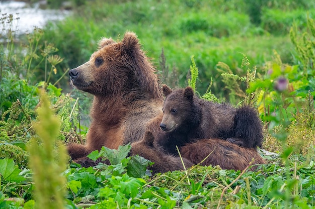 Orso bruno femmina e i suoi cuccioli