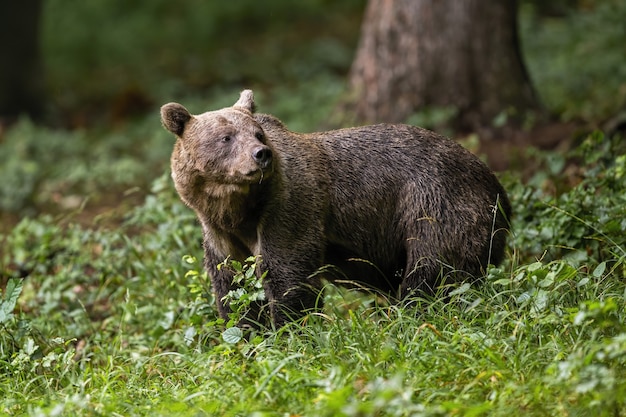 Orso bruno in piedi nel bosco in estate natura