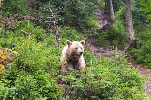 Orso bruno latino Ursus Arctos nella foresta su uno sfondo di fauna selvatica