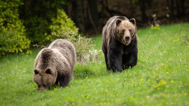 Orso bruno maschio che segue la femmina e la protegge mentre mangia erba verde fresca