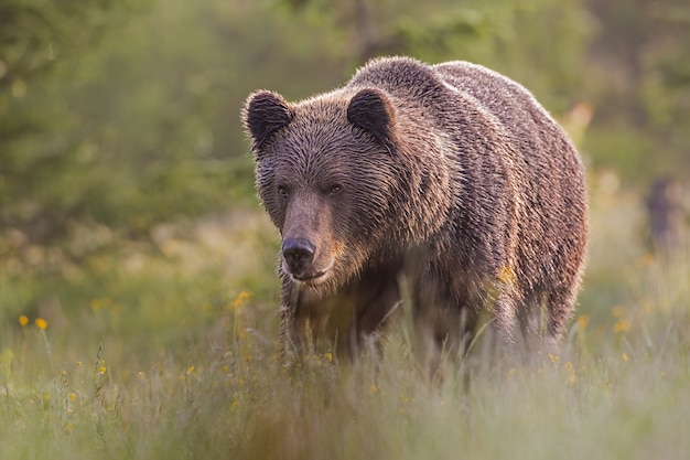 Orso bruno maschio che sta sul prato