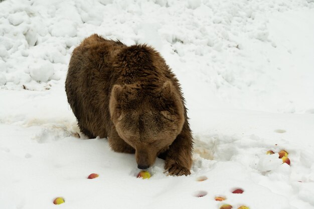 Orso bruno nei boschi in inverno