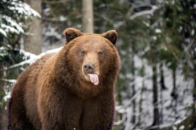 Orso bruno nella foresta invernale che mostra la linguetta