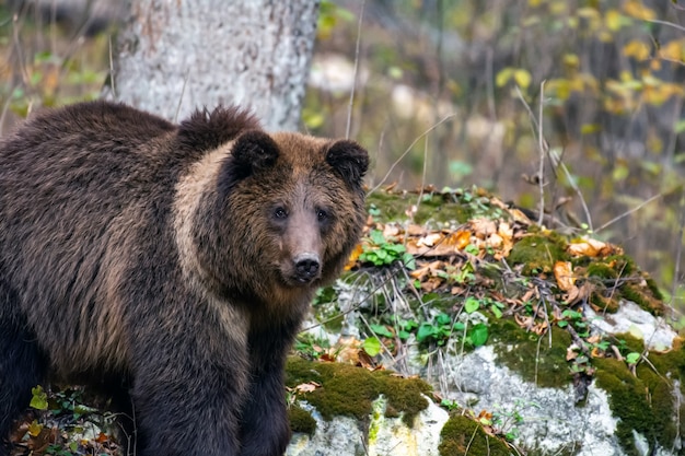 Orso bruno nella foresta