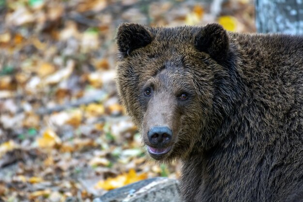 Orso bruno nella foresta