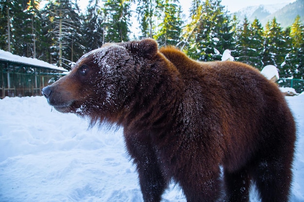 Orso bruno nella riserva