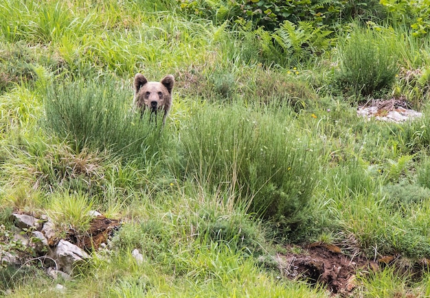 orso bruno nelle terre delle Asturie, scendendo dalla montagna in cerca di cibo