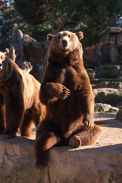 Orso bruno seduto su una roccia