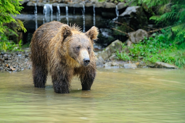 Orso bruno selvaggio Ursus Arctos nella foresta. Animale selvaggio .