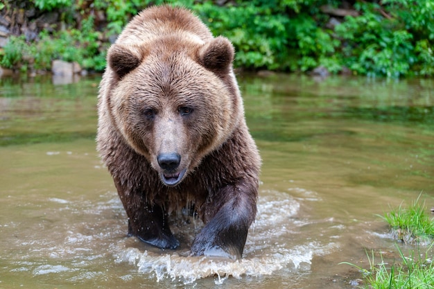 Orso bruno selvatico Ursus Arctos nella foresta estiva