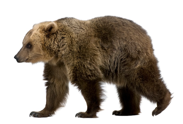 Orso bruno siberiano, in piedi