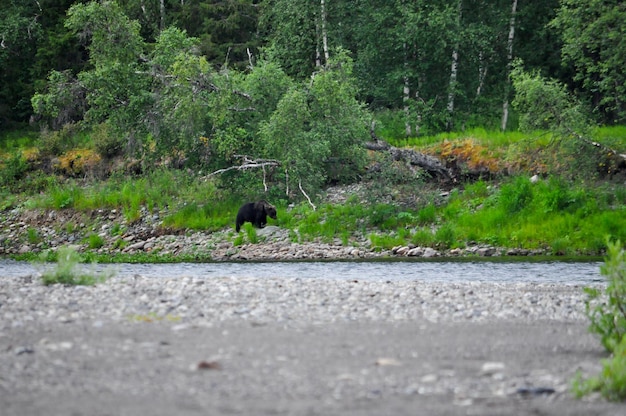 Orso bruno sulle rive del fiume