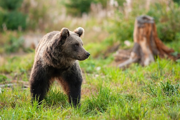 Orso bruno sveglio che cammina sul prato verde erboso in primavera