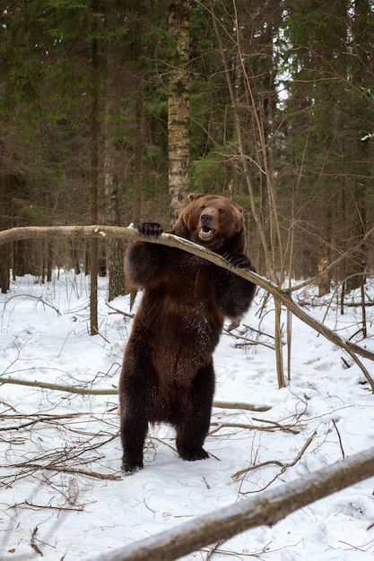 Orso bruno Ursus Arctos nei boschi in inverno