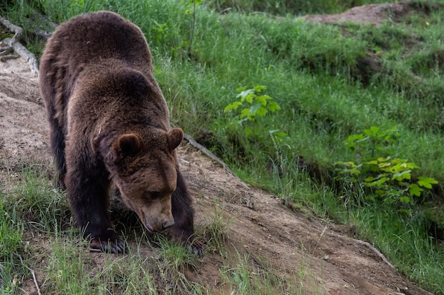 Orso bruno Ursus arctos nella foresta