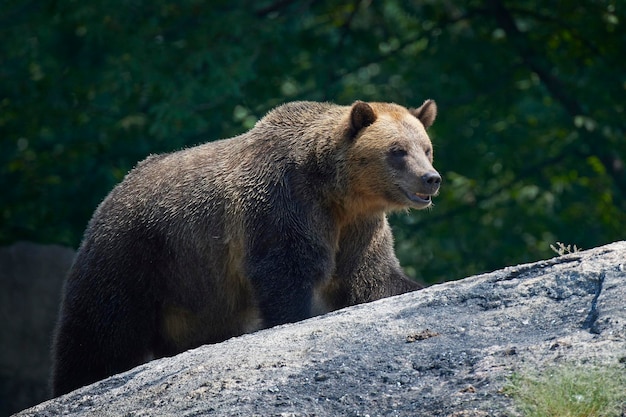 Orso bruno Ursus arctos